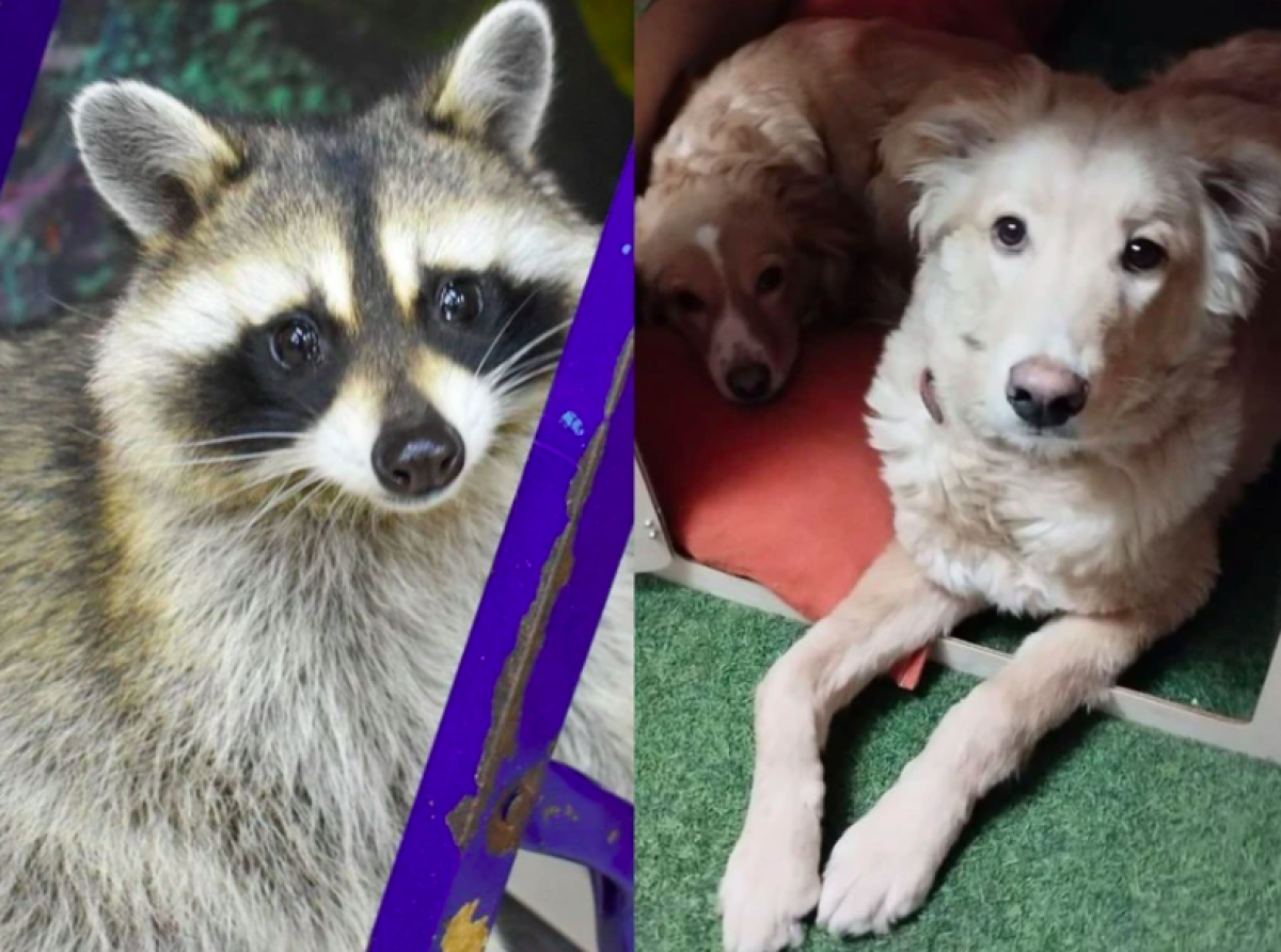 In Novosibirsk the raccoon Bun helped the dog Peach come back to life